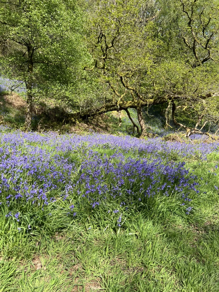 Bluebells Bluebells covering the floor beneath green spring trees in Whaley Bridge.