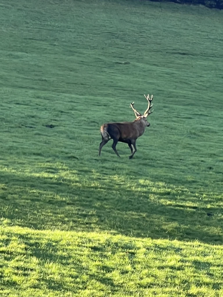 Deer in green field Deer standing in a green field near Whaley Bridge.